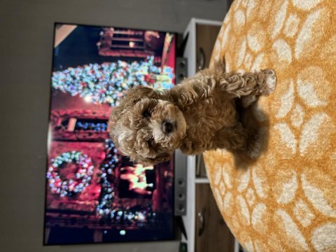 Egzotik çift renk toy poodle