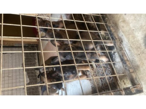 45 günlük belçika malinois