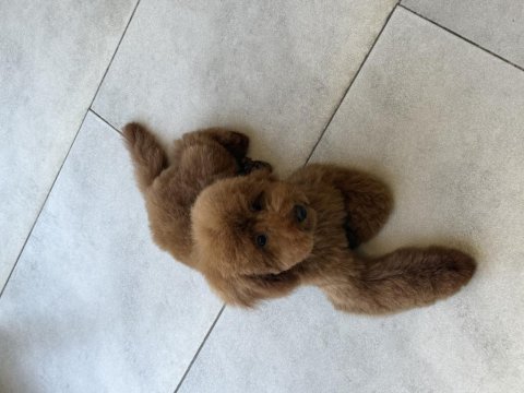 7 aylık dişi bebek temel eğitimleri var aşılı poodle