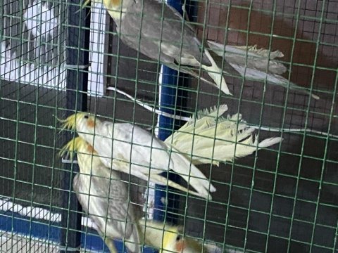 Yeme düşmüştür üretimden sultan yavrular
