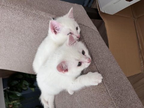 Bembeyaz 2 aylık saf kan ankara kedileri