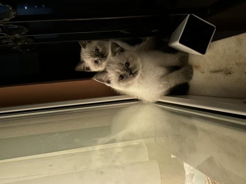 Kedilerimize güzel bakabilecek birilerini arıyorum