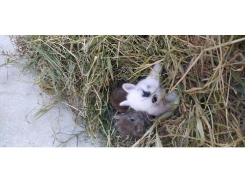 Cüce tavşan ve lop tavşanı