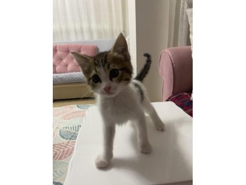 Sıcakkanlı oyuncu bir kedimiz