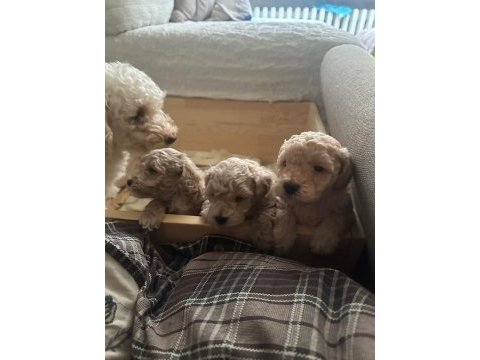 Toy poodle