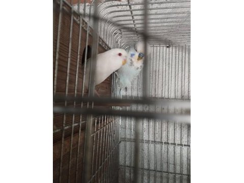 40 günlük alıştırmalık jumbo kırığı muhabbet kuşu yavrular