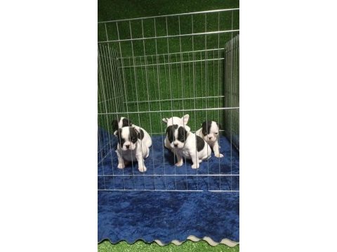 French bulldog sevenler a kalite