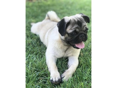 Safkan pug