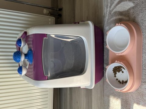 2 aylık scottish fold kedisi