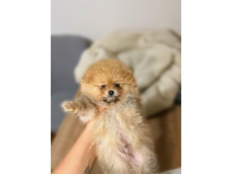 Pomeranian boo köpeği
