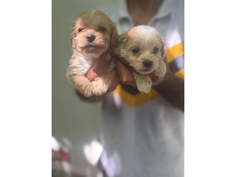 Maltipoo yavrularımız
