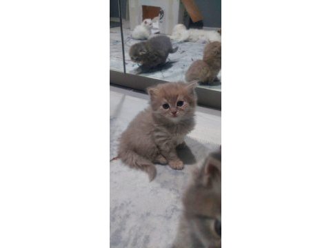 Sevimli bebek kediler