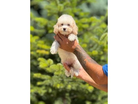 Maltipoo cinsi bebeklerimiz