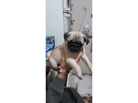 Pug mops bebekler