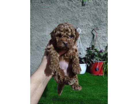 Dişi poodle yavrumuz