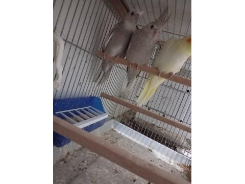 Sultan papağanı minikler hazır