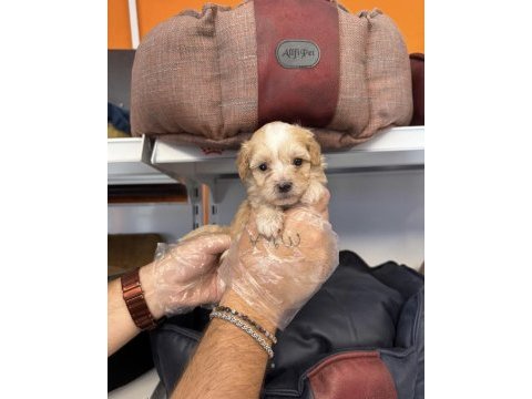 Babyface maltipoo yavrularımız
