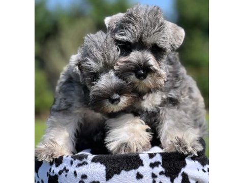 Fcı şecereli miniature schnauzer