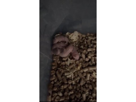 Özel renk hamster