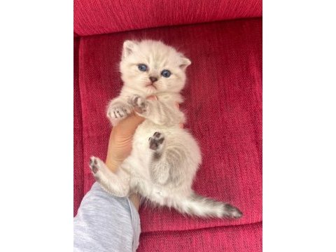 Minnoş scottish fold bebeklerimiz