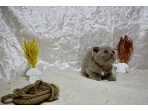 Dikkat çekici güzellikte scottish fold yavrumuz
