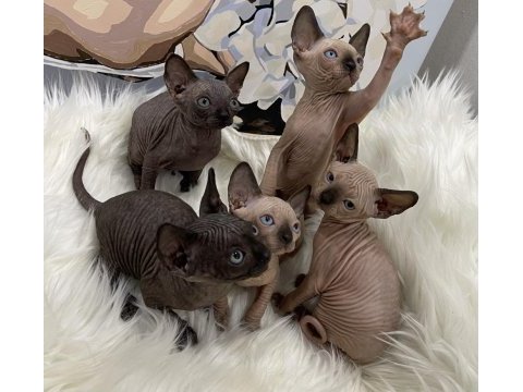 Sphynx sfenks tüysüz dişi erkek yavru