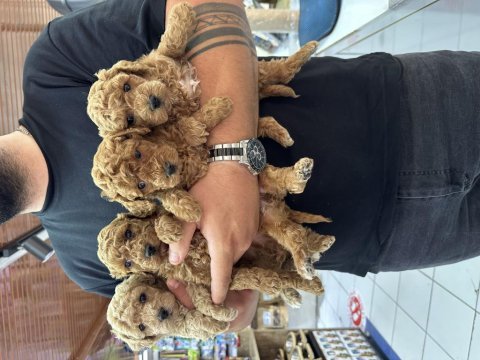 A kalite orjinal poodle