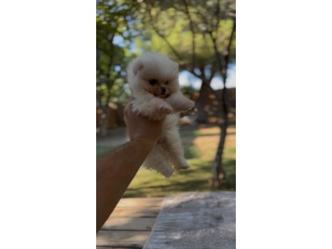 Sağlık ve ırk garantili ayı surat pomeranian yavrular