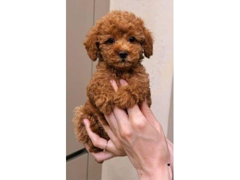 Toy poodle