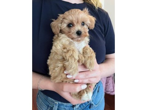 Maltipoo yavruları evde büyüyen bebeklerim