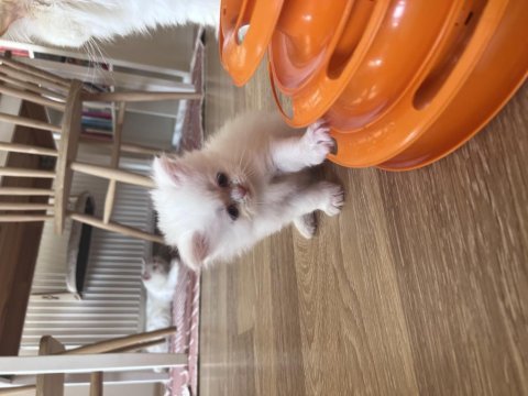 Bembeyaz 2 aylık erkek saf chinchilla kedisi