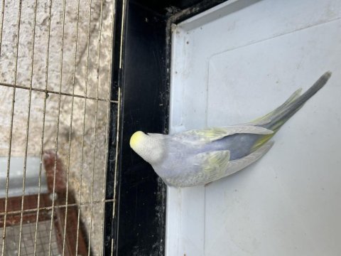 1 adet 2 aylık dişi rainbow muhabbet kuşu