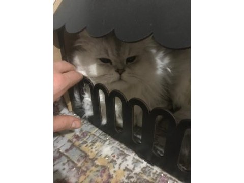 1 yaşında safkan erkek chincilla