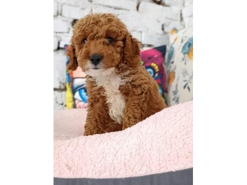 Poodle çift renk