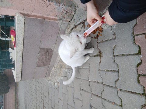 Ücretsiz ankara kedisi acil yuva
