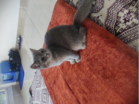 Kedimiz cinstir