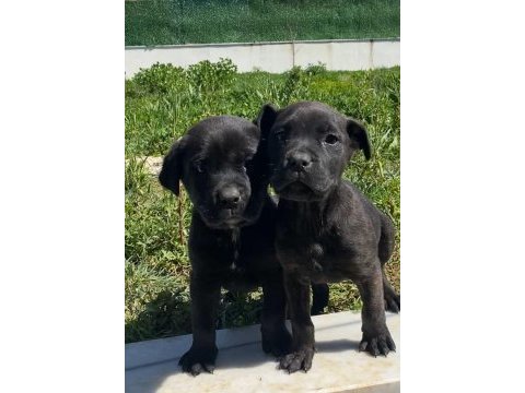 Babası cane corso annesi rottweiler olan güzellikler
