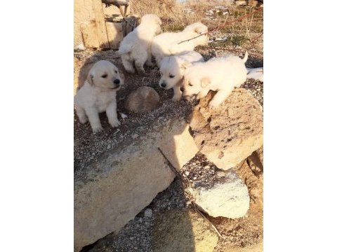 2 erkek ve 2 dişi golden retriever