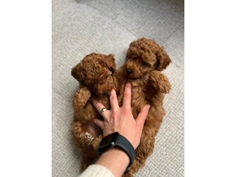 Orjinal poodle yavrular