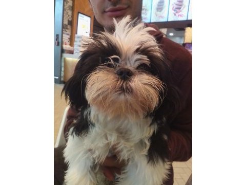 Şitsu köpeğim belladisi