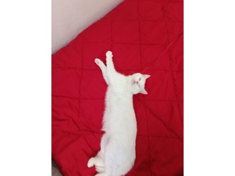 Dişi british longhair cinsi kedimiz
