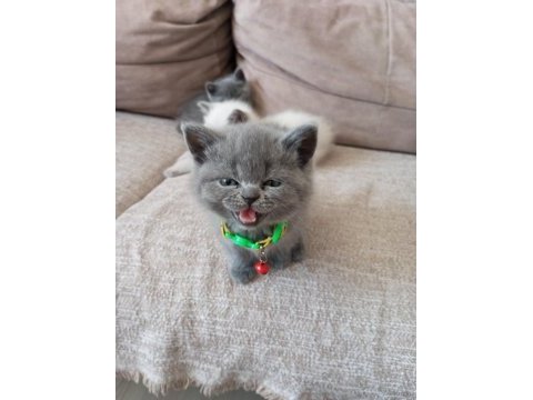 Safkan koca kafa british shorthair