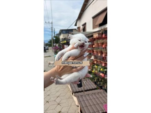 Orjinal british shorthair yavrular