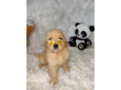 Orijinal golden retriever bebeklerimiz