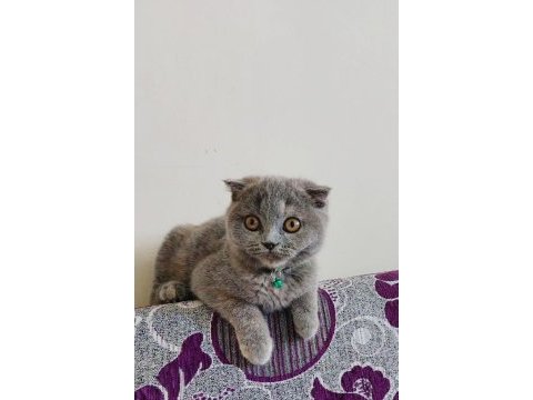 Gri scottish fold dişi