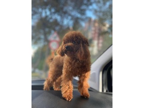 Yetişkin dark red kore poodle erkek kuyruksuz