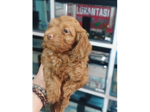 Irk ve sağlık garanti orjinal maltipoo yavrumuz