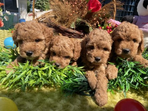 Teacup güzeller güzeli toy poodle bebekler