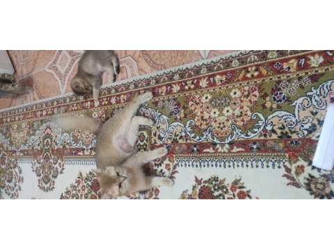 British shorthair ny11 yavruları son 1 tane