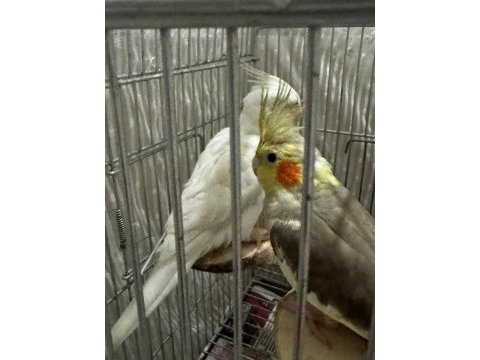 Sağlam tecrübeli bakıcı çift sultan papağanı